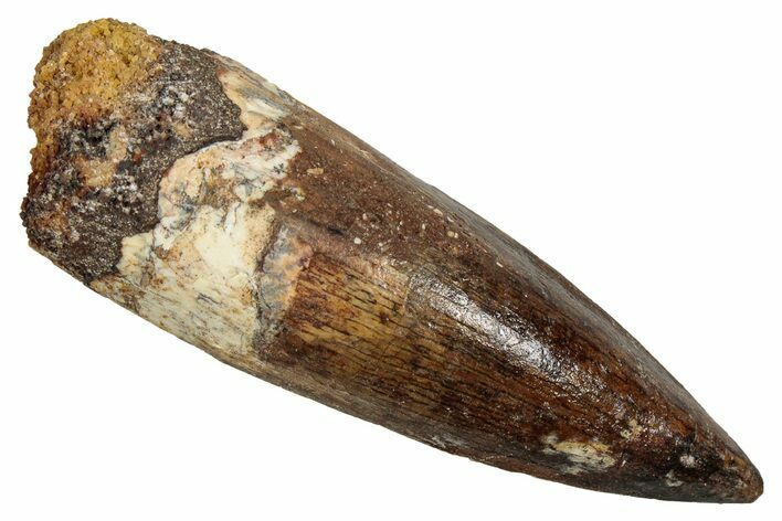 Fossil Spinosaurus Tooth - Real Dinosaur Tooth #344173